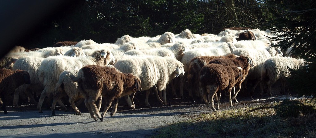 Schafherden stehen symbolhaft für Menschenmassen | Bild: HEINZ KNOTEK/TrinosophieBlog