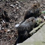 Im Reich der Ratten: mobil unterwegs