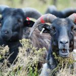 Demokratie: „Schafe dazu bringen, ihre Schlachter selbst zu wählen“