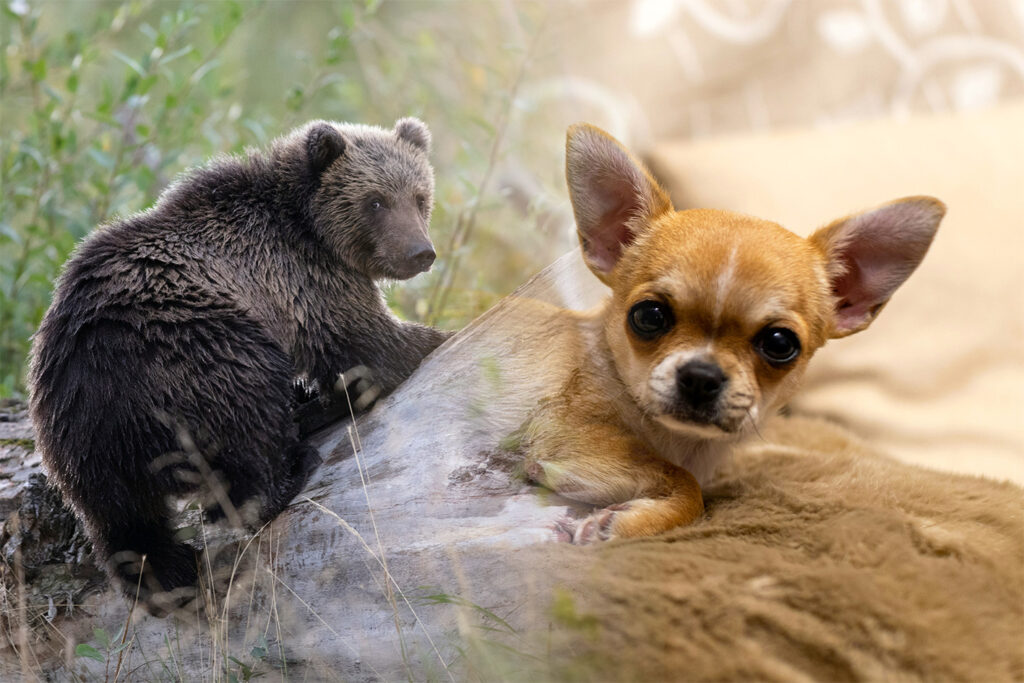 Russland: Bär vs. Chihuahua?